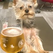 Брус Лий Зипър