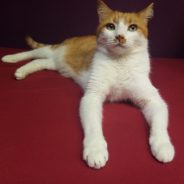 Беналгин (Бени)