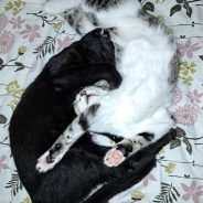 Виви и Чери