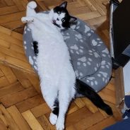 Спас Котков