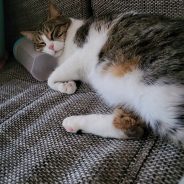 Михаил Котков