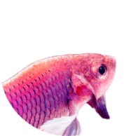 Акваристика