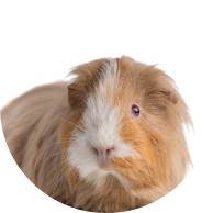 Малки животни