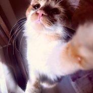 Много котки